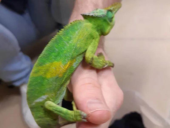 اعتقال راكب يسافر على طائرة بـ85 إبو بريص وثعبانين وعقربين! ما السبب؟ صورة رقم 1