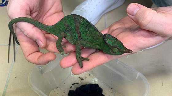 اعتقال راكب يسافر على طائرة بـ85 إبو بريص وثعبانين وعقربين! ما السبب؟ صورة رقم 2