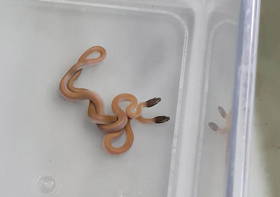 اعتقال راكب يسافر على طائرة بـ85 إبو بريص وثعبانين وعقربين! ما السبب؟ صورة رقم 3