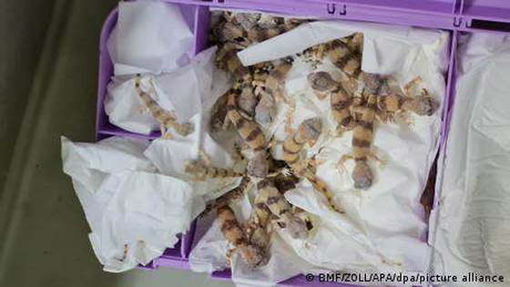 اعتقال راكب يسافر على طائرة بـ85 إبو بريص وثعبانين وعقربين! ما السبب؟ صورة رقم 5