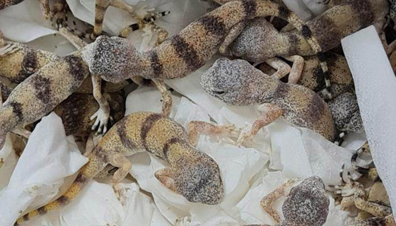 اعتقال راكب يسافر على طائرة بـ85 إبو بريص وثعبانين وعقربين! ما السبب؟ صورة رقم 7