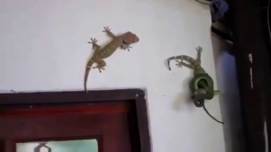 اعتقال راكب يسافر على طائرة بـ85 إبو بريص وثعبانين وعقربين! ما السبب؟ صورة رقم 6