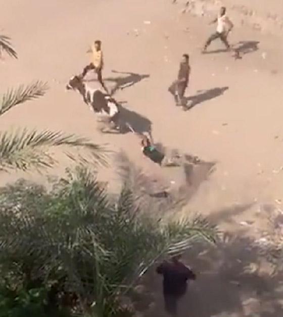 فيديو العيد.. العجول الهاربة من سكين الجزار تشعل الإنترنت صورة رقم 3