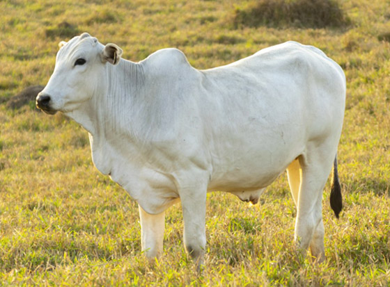 صور: هذه البقرة هي الأغلى في العالم.. سعرها تخطى 4 ملايين دولار! صورة رقم 1