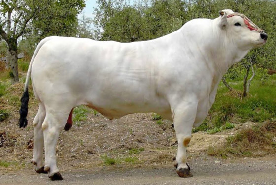 صور: هذه البقرة هي الأغلى في العالم.. سعرها تخطى 4 ملايين دولار! صورة رقم 4