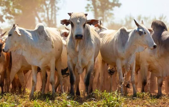 صور: هذه البقرة هي الأغلى في العالم.. سعرها تخطى 4 ملايين دولار! صورة رقم 5