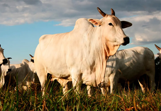 صور: هذه البقرة هي الأغلى في العالم.. سعرها تخطى 4 ملايين دولار! صورة رقم 2