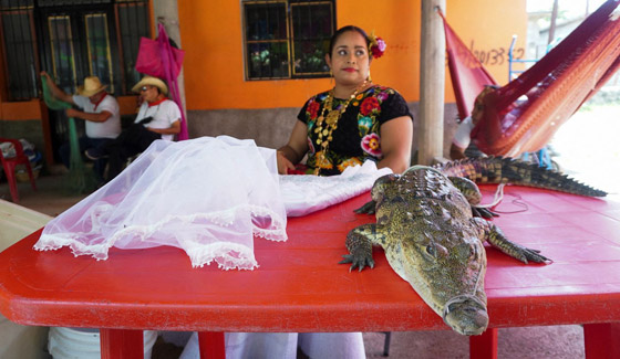 فيديو وصور: زواج رئيس بلدية بالمكسيك من أنثى تمساح! صورة رقم 5 فيديو وصور: زواج رئيس بلدية بالمكسيك من أنثى تمساح! صورة رقم 5