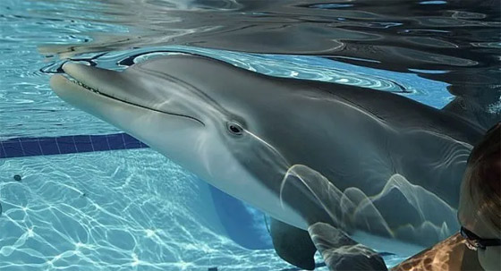 بالصور: 11 من أغرب الروبوتات وأكثرها روعة وإثارة على الإطلاق صورة رقم 5