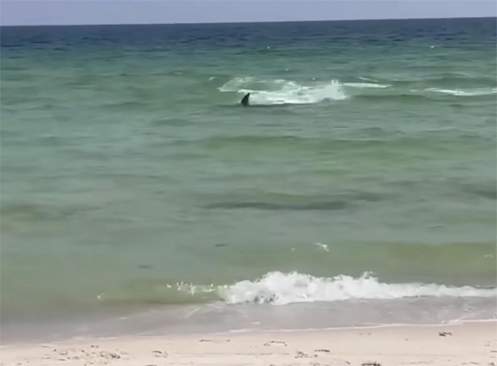 بالفيديو: سمكة قرش 