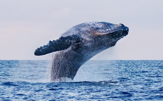 العثور على العثور على