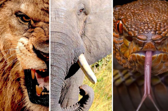 علماء يحددون أكثر الكائنات المفترسة على وجه الأرض.. ومفاجأة غير متوقعة صورة رقم 3