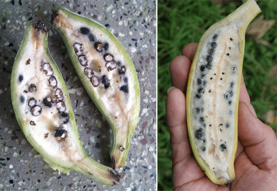 الجزر ليس برتقاليا والموز به بذور.. 10 فواكه وخضراوات من صنع الإنسان عن طريق التهجين صورة رقم 1