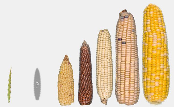 الجزر ليس برتقاليا والموز به بذور.. 10 فواكه وخضراوات من صنع الإنسان عن طريق التهجين صورة رقم 2