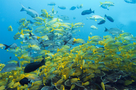 مواقع شهيرة للغوص الترفيهي والاحترافي.. رحلة ممتعة تحت الماء صورة رقم 4