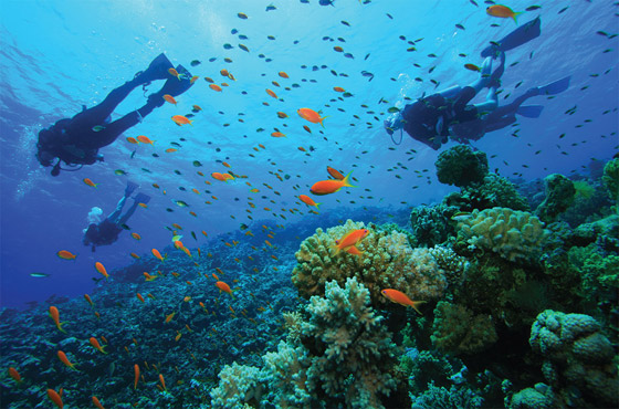 مواقع شهيرة للغوص الترفيهي والاحترافي.. رحلة ممتعة تحت الماء صورة رقم 8