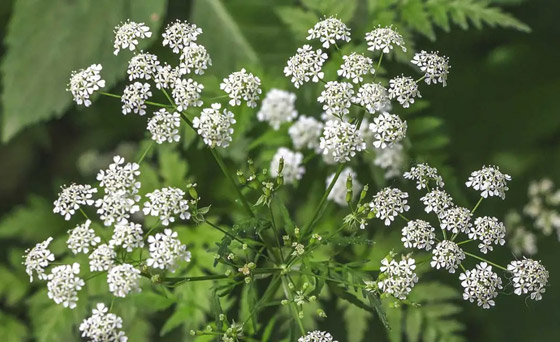 ما هي أخطر النباتات التي تهدد حياة الإنسان؟ صورة رقم 1