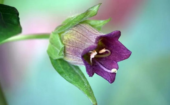 ما هي أخطر النباتات التي تهدد حياة الإنسان؟ صورة رقم 5