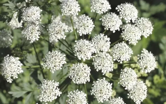 ما هي أخطر النباتات التي تهدد حياة الإنسان؟ صورة رقم 6