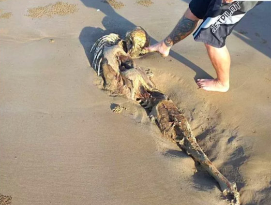 جثة على شواطئ أستراليا تثير الجدل حول 