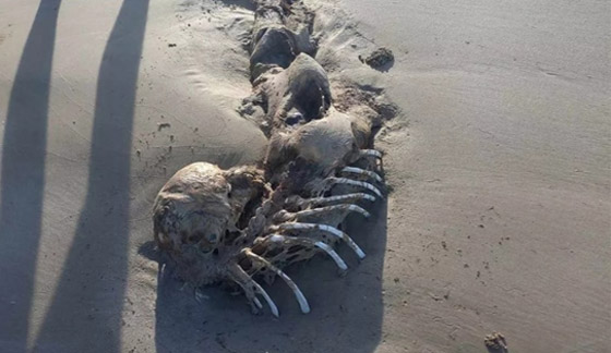 جثة على شواطئ أستراليا تثير الجدل حول 