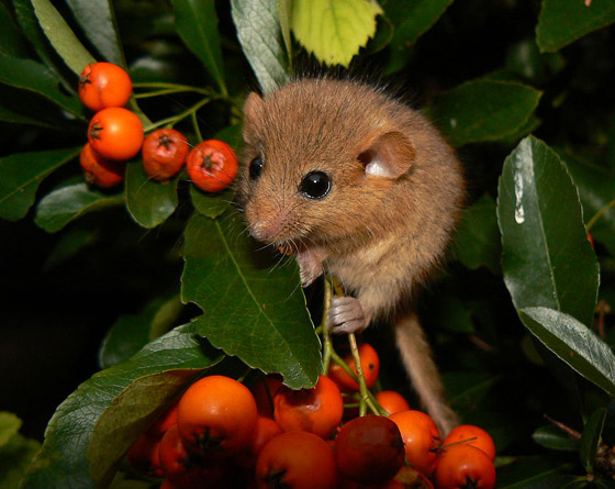 الفلامنغو وبيض السحالي.. 10 أطعمة غريبة من العالم القديم لا تزال تُؤكل اليوم صورة رقم 1