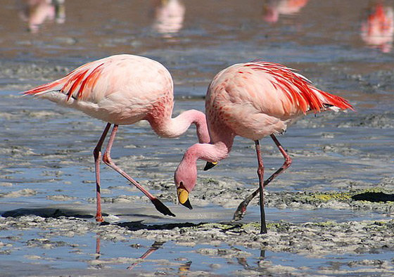 الفلامنغو وبيض السحالي.. 10 أطعمة غريبة من العالم القديم لا تزال تُؤكل اليوم صورة رقم 2
