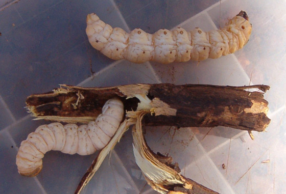 الفلامنغو وبيض السحالي.. 10 أطعمة غريبة من العالم القديم لا تزال تُؤكل اليوم صورة رقم 5