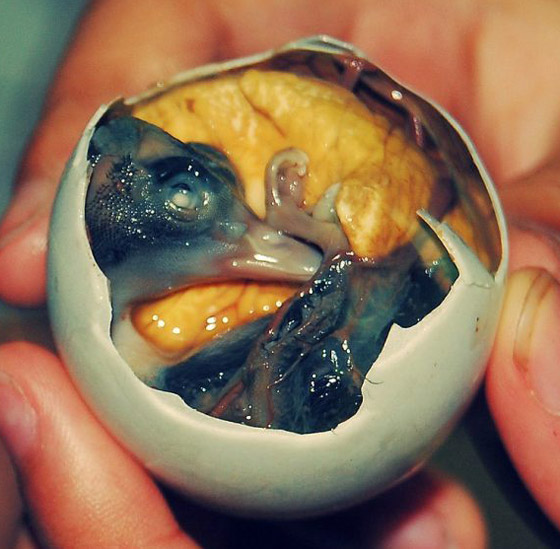 الفلامنغو وبيض السحالي.. 10 أطعمة غريبة من العالم القديم لا تزال تُؤكل اليوم صورة رقم 7