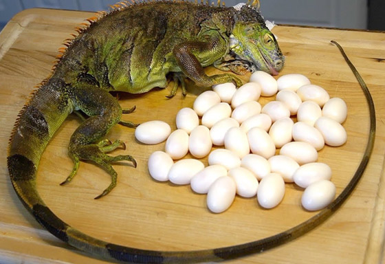 الفلامنغو وبيض السحالي.. 10 أطعمة غريبة من العالم القديم لا تزال تُؤكل اليوم صورة رقم 10