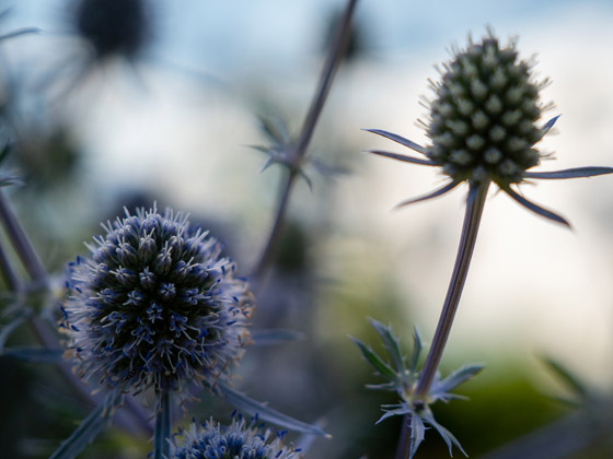 سموم، مواد كيميائية وخناجر! تقنيات مذهلة تدافع بها النباتات عن نفسها صورة رقم 2