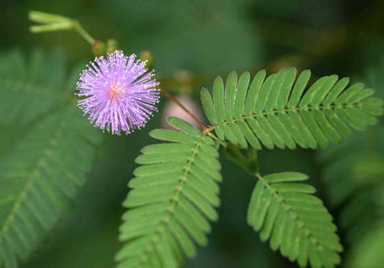 سموم، مواد كيميائية وخناجر! تقنيات مذهلة تدافع بها النباتات عن نفسها صورة رقم 4