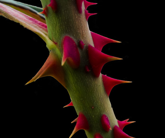 سموم، مواد كيميائية وخناجر! تقنيات مذهلة تدافع بها النباتات عن نفسها صورة رقم 7