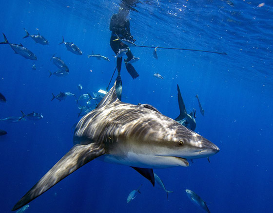 وسط صراخ ورعب.. أسماك قرش زرقاء تفاجئ المصطافين بشاطئ إسباني صورة رقم 4 وسط صراخ ورعب.. أسماك قرش زرقاء تفاجئ المصطافين بشاطئ إسباني صورة رقم 4