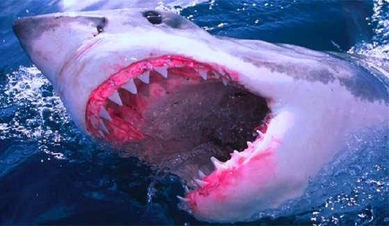 وسط صراخ ورعب.. أسماك قرش زرقاء تفاجئ المصطافين بشاطئ إسباني صورة رقم 5 وسط صراخ ورعب.. أسماك قرش زرقاء تفاجئ المصطافين بشاطئ إسباني صورة رقم 5