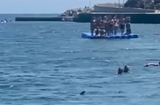 وسط صراخ ورعب.. أسماك قرش زرقاء تفاجئ المصطافين بشاطئ إسباني صورة رقم 1 وسط صراخ ورعب.. أسماك قرش زرقاء تفاجئ المصطافين بشاطئ إسباني صورة رقم 1
