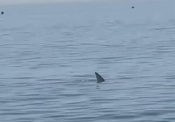 وسط صراخ ورعب.. أسماك قرش زرقاء تفاجئ المصطافين بشاطئ إسباني صورة رقم 3 وسط صراخ ورعب.. أسماك قرش زرقاء تفاجئ المصطافين بشاطئ إسباني صورة رقم 3