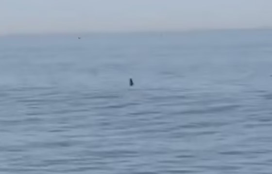 وسط صراخ ورعب.. أسماك قرش زرقاء تفاجئ المصطافين بشاطئ إسباني صورة رقم 9 وسط صراخ ورعب.. أسماك قرش زرقاء تفاجئ المصطافين بشاطئ إسباني صورة رقم 9