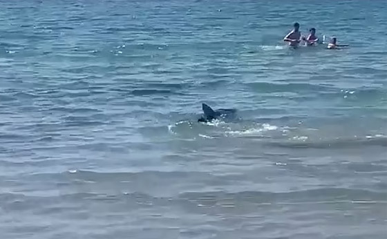 وسط صراخ ورعب.. أسماك قرش زرقاء تفاجئ المصطافين بشاطئ إسباني صورة رقم 10 وسط صراخ ورعب.. أسماك قرش زرقاء تفاجئ المصطافين بشاطئ إسباني صورة رقم 10