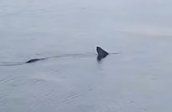 وسط صراخ ورعب.. أسماك قرش زرقاء تفاجئ المصطافين بشاطئ إسباني صورة رقم 11 وسط صراخ ورعب.. أسماك قرش زرقاء تفاجئ المصطافين بشاطئ إسباني صورة رقم 11