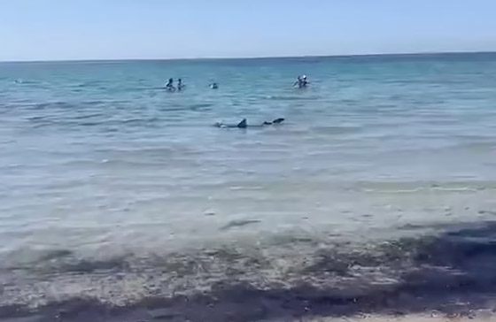 وسط صراخ ورعب.. أسماك قرش زرقاء تفاجئ المصطافين بشاطئ إسباني صورة رقم 12 وسط صراخ ورعب.. أسماك قرش زرقاء تفاجئ المصطافين بشاطئ إسباني صورة رقم 12