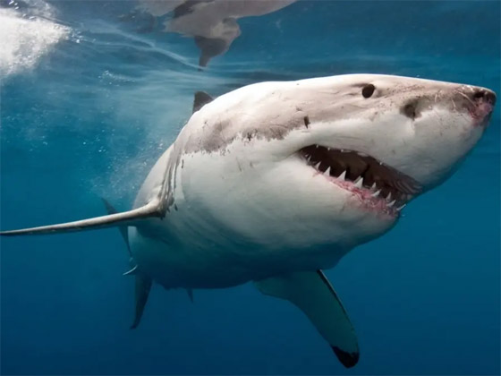 وسط صراخ ورعب.. أسماك قرش زرقاء تفاجئ المصطافين بشاطئ إسباني صورة رقم 2 وسط صراخ ورعب.. أسماك قرش زرقاء تفاجئ المصطافين بشاطئ إسباني صورة رقم 2