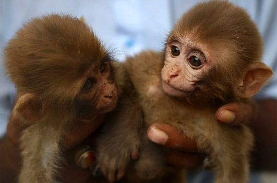 قرد صغير يثير الفوضى في محكمة باكستانية صورة رقم 1