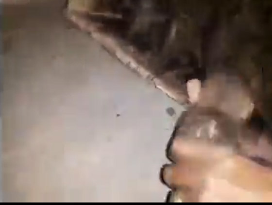 قرد صغير يثير الفوضى في محكمة باكستانية صورة رقم 3