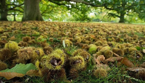 800 نوع من النباتات مهددة بالانقراض بسبب تغير المناخ صورة رقم 2