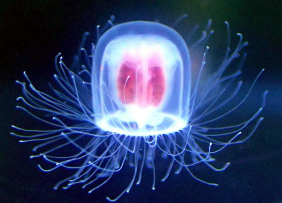 اكتشاف مخلوق غامض يمكنه أن 