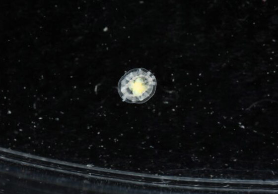 اكتشاف مخلوق غامض يمكنه أن 