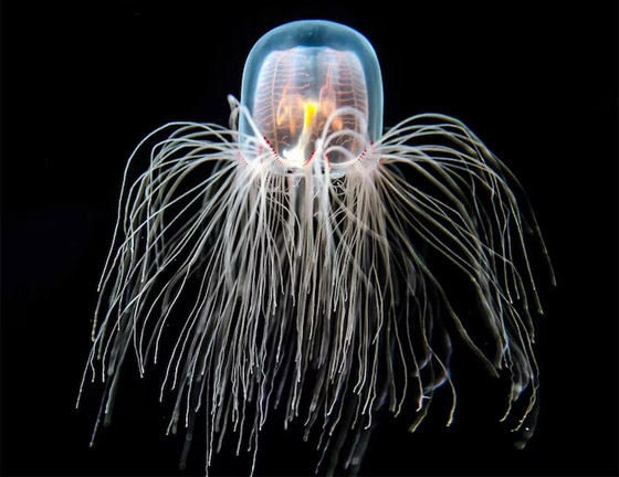 اكتشاف مخلوق غامض يمكنه أن 