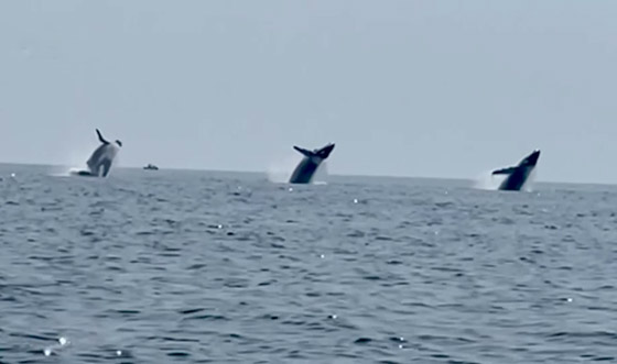 مشهد نادر لـ3 حيتان حدباء تؤدي 