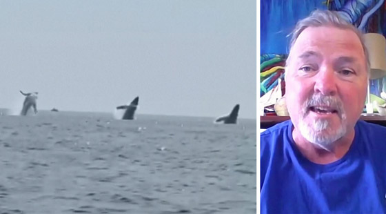 مشهد نادر لـ3 حيتان حدباء تؤدي 